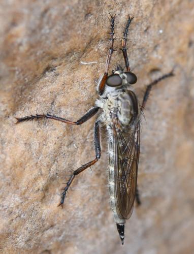 Réf. 266 830 : Neomochtherus geniculatus